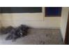 Commercial Commercial building for Rent in Telangana